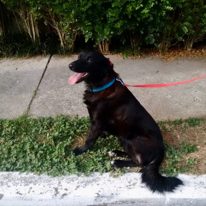 Cachorro ra a SRD idade 2 anos nome Juju