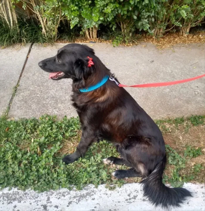 Cachorro ra a SRD idade 2 anos nome Juju