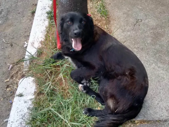 Cachorro ra a SRD idade 2 anos nome Juju