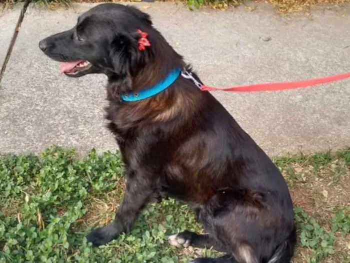 Cachorro ra a SRD idade 2 anos nome Juju