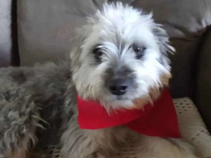 Cachorro ra a Mestiça  idade 7 a 11 meses nome Sofia 