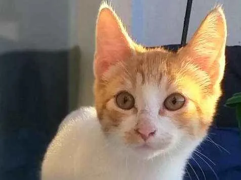 Gato ra a SRD idade 2 a 6 meses nome BILLY, CINDY E MARIE
