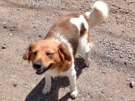 Cachorro ra a Vira-lata idade 2 anos nome Ela é de rua