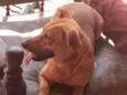 Bella
