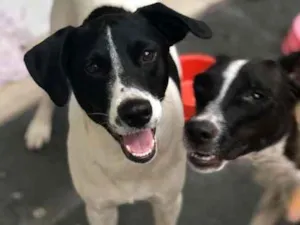 Cachorro raça SRD idade  nome CINDY 