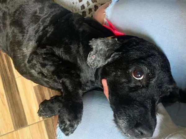Cachorro ra a vira lata idade 5 anos nome pandora