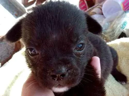 Cachorro ra a Mãe buldog campeira pai virala idade 2 a 6 meses nome Guriazinha