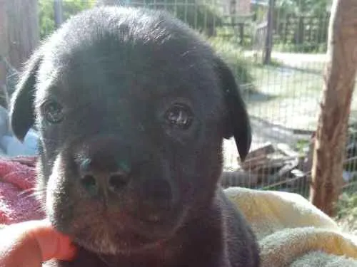 Cachorro ra a Mãe buldog campeira pai virala idade Abaixo de 2 meses nome Menina