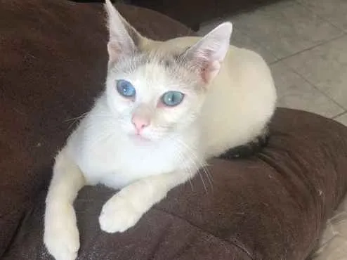 Gato ra a Srd idade 1 ano nome Valentina 
