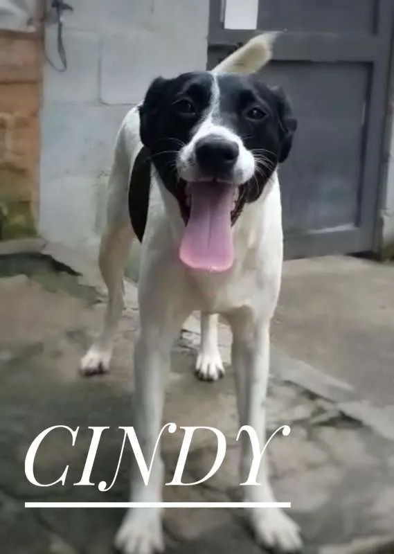 Cachorro ra a SRD idade  nome CINDY 