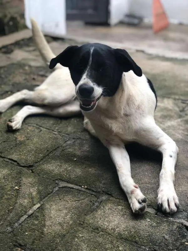 Cachorro ra a SRD idade  nome CINDY 