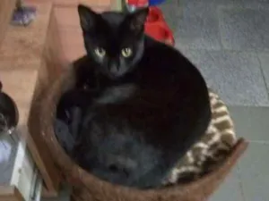 Gato raça SRD idade 2 a 6 meses nome Zulu