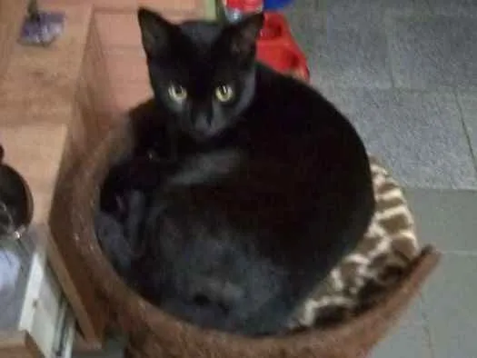 Gato ra a SRD idade 2 a 6 meses nome Zulu