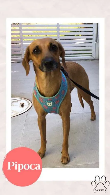 Cachorro ra a SRD idade 1 ano nome PIPOCA