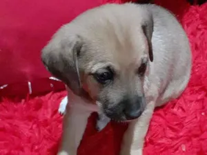 Cachorro raça  idade 2 a 6 meses nome SEM NOME 