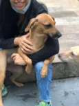 PIPOCA