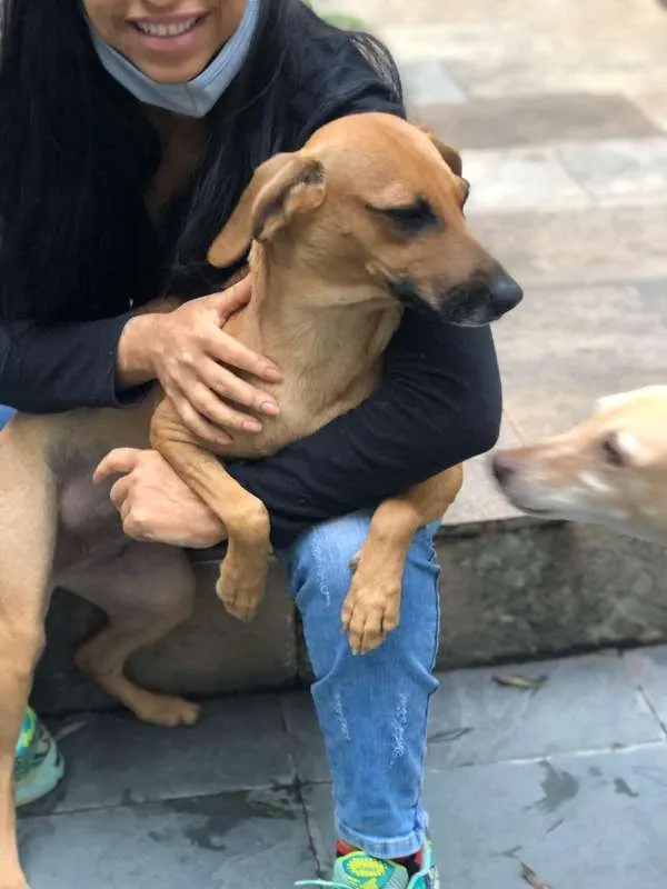 Cachorro ra a SRD idade 1 ano nome PIPOCA
