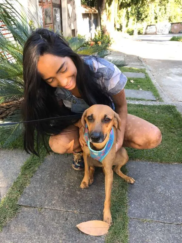 Cachorro ra a SRD idade 1 ano nome PIPOCA
