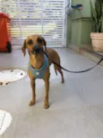 PIPOCA