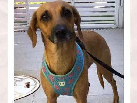 Cachorro ra a SRD idade 1 ano nome PIPOCA