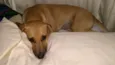 PIPOCA