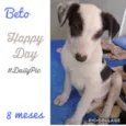 Cachorro raça Srd idade 7 a 11 meses nome Beto
