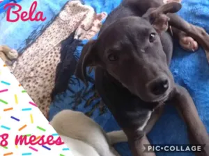 Cachorro raça Srd idade 7 a 11 meses nome Bela