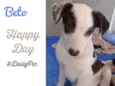 Cachorro raça Srd idade 7 a 11 meses nome Beto