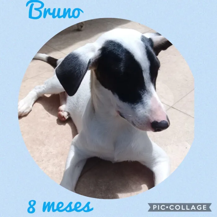 Cachorro ra a Srd idade 7 a 11 meses nome Bruno