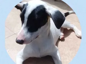 Cachorro raça Srd idade 7 a 11 meses nome Bruno