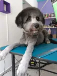 Bob
