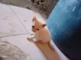 Kiko