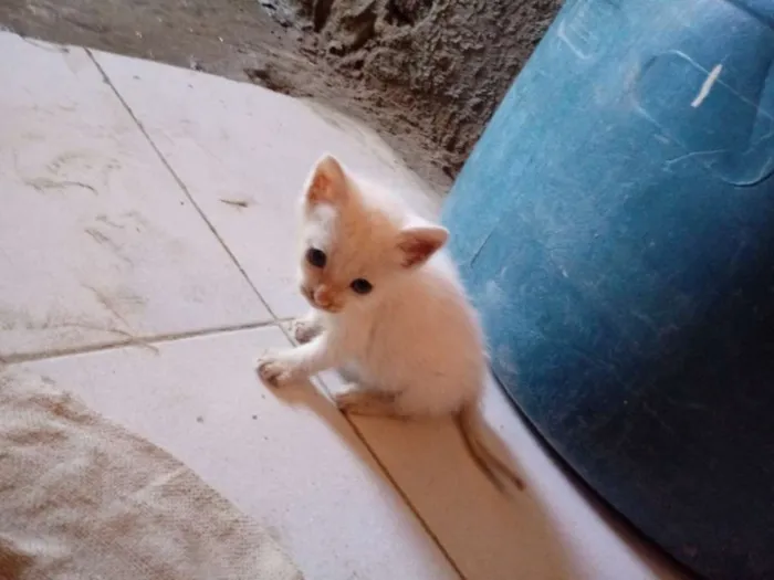 Gato raça Srd idade Abaixo de 2 meses nome Kiko