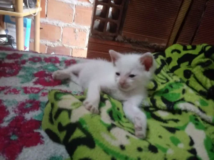 Gato raça Srd idade Abaixo de 2 meses nome Kiko