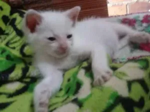 Gato raça Srd idade Abaixo de 2 meses nome Kiko
