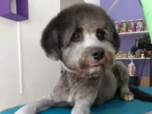 Cachorro raça Pode gigante idade 7 a 11 meses nome Bob