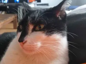Gato raça  idade  nome Gato