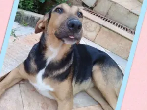 Cachorro raça Srd idade 7 a 11 meses nome Bia