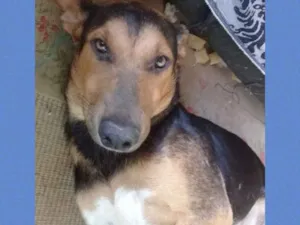Cachorro raça Srd idade 7 a 11 meses nome Boris