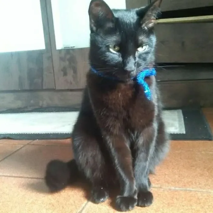 Gato ra a  idade 4 anos nome Salem