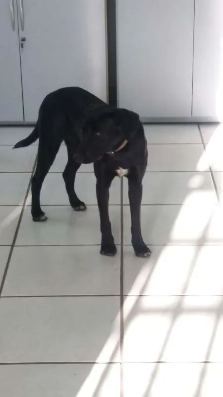 Cachorro ra a  idade 2 anos nome Preta