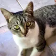 Gata