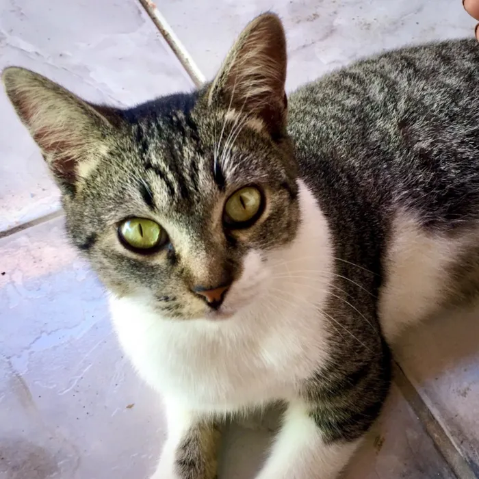 Gato raça Indefinido idade  nome Gata
