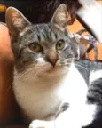 Gata