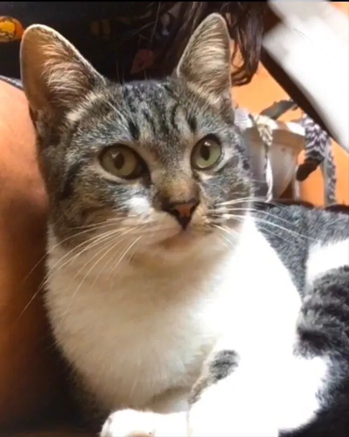 Gato raça Indefinido idade  nome Gata