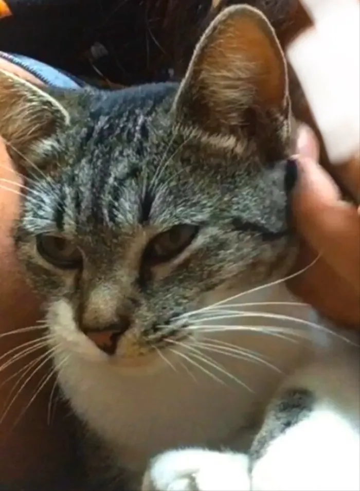 Gato raça Indefinido idade  nome Gata