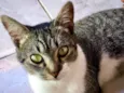 Gata