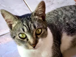 Gato raça Indefinido idade  nome Gata
