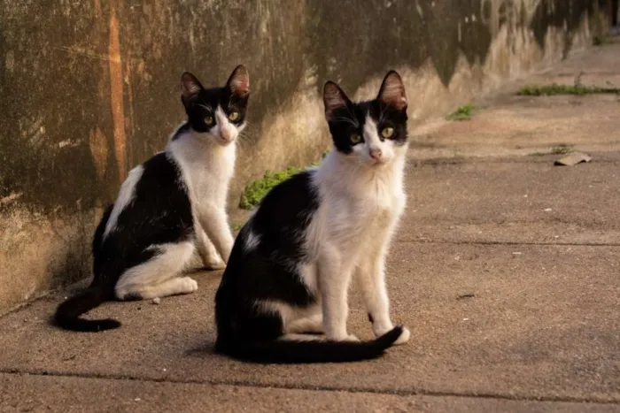 Gato ra a  idade 2 a 6 meses nome Sem nome