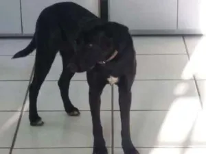 Cachorro raça  idade 2 anos nome Preta